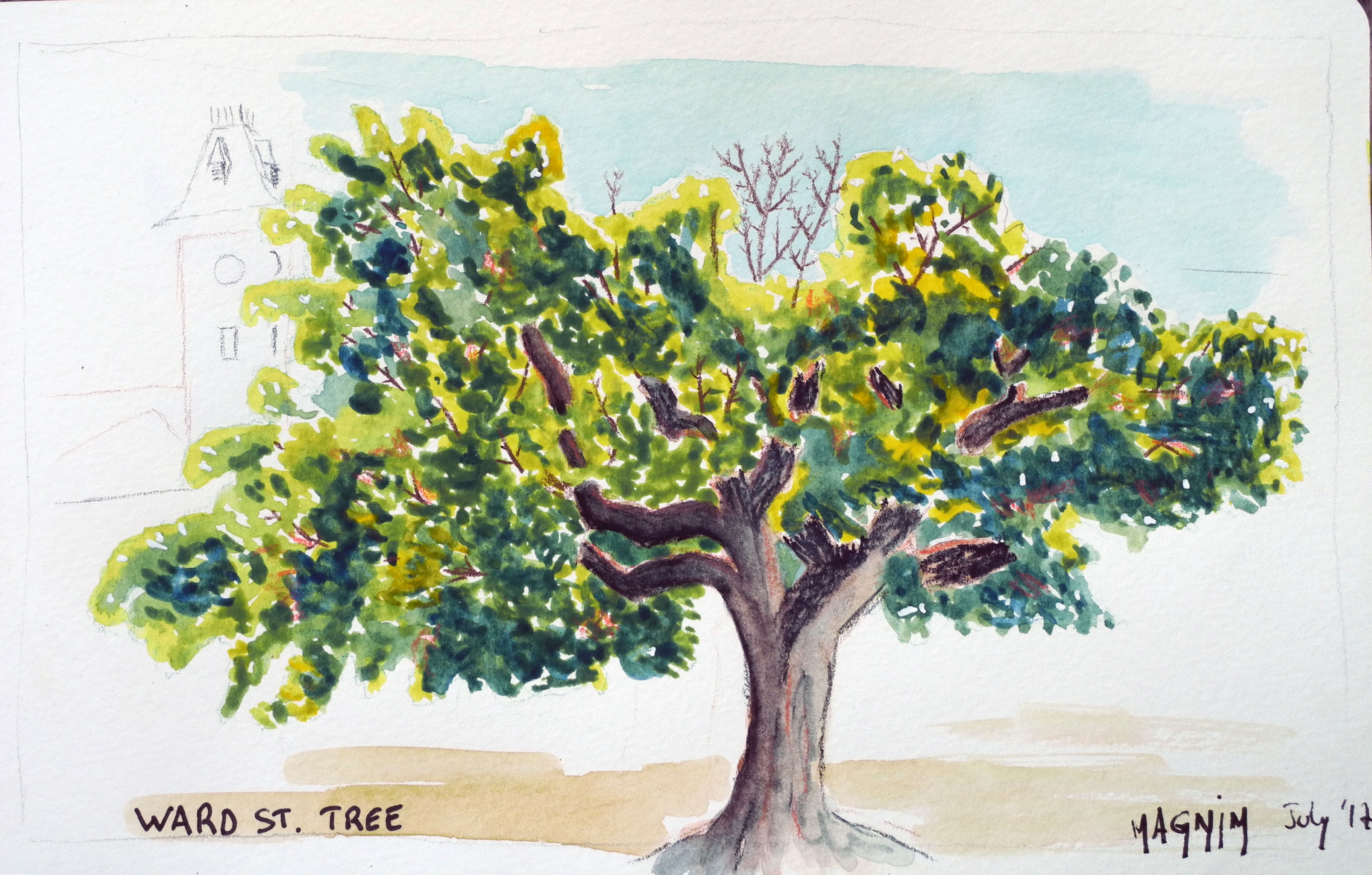 Maple-tree-sketch